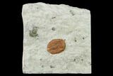 Ordovician Trilobite (Ampyxina) Fossil - Missouri #137251-1
